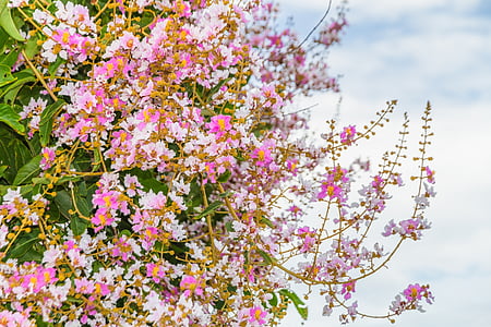 flor tabaek, cielo, vista de la imagen, Azure, el paisaje