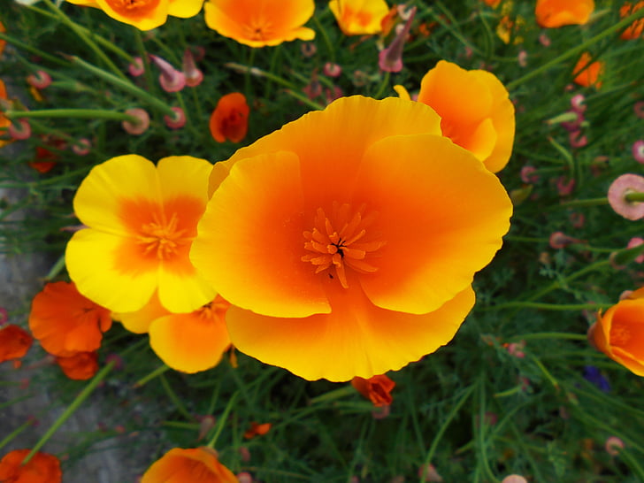 Wild flower, oranža, dzeltena, puķe, augu, krāsains
