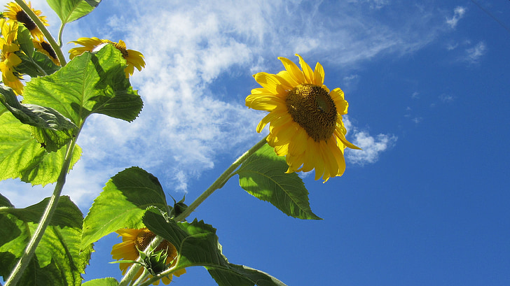 sunflower, blue sky, summer, nature