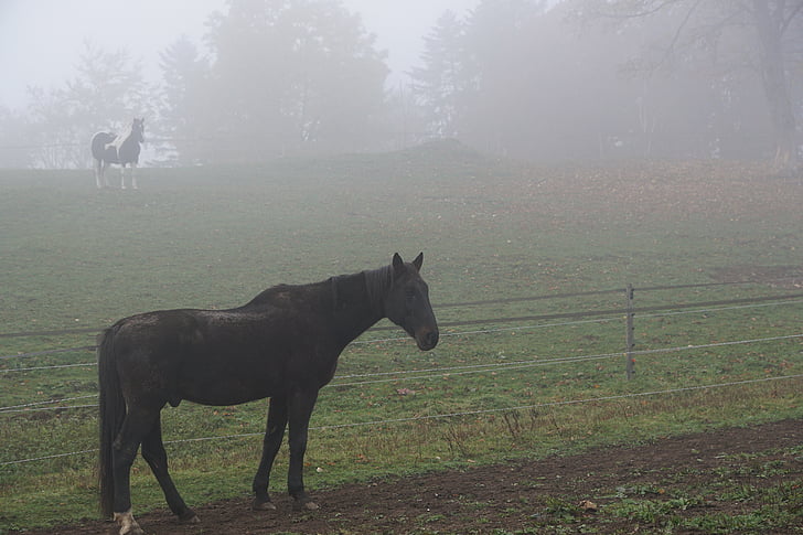 Pferd, Nebel, Weide, Feld, Herbst, Winter