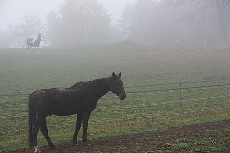 лошадь, туман, пастбище, поле, Осень, Зима