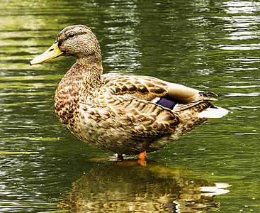 патица, зеленоглава патица, вода птица, природата, водните животни, езерото, вода
