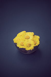 Podbiał pospolity, kwiat, kwiaty, żółte kwiaty, żółty, miski, początku gafa