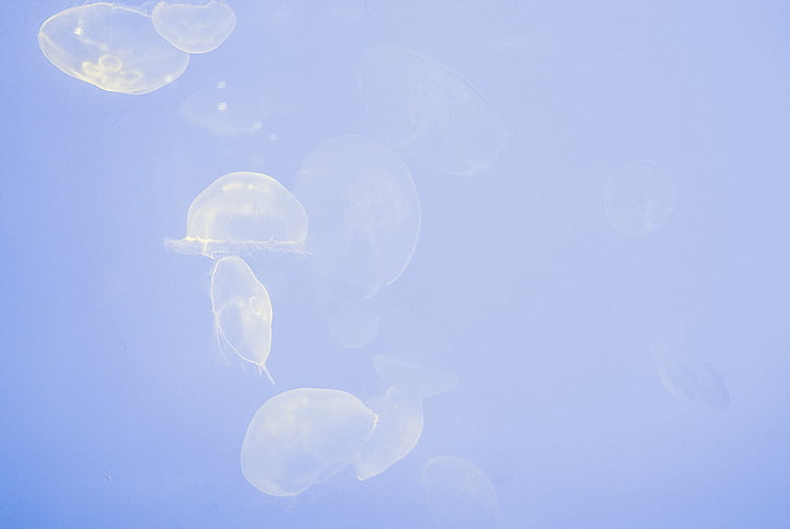 przezroczyste, jellyfishes, formacji, niebieski, wody, meduzy, wodnych