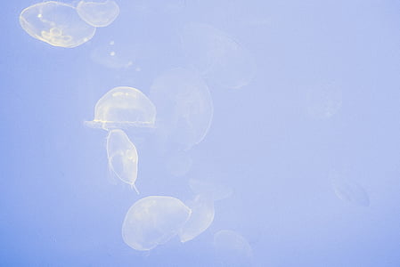 полупрозрачни, медузи, образуване, синьо, вода, медузи, водни