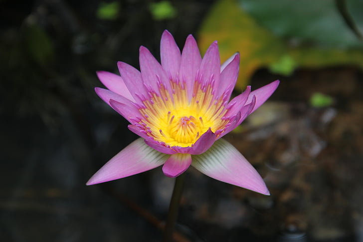kolor lotus, Lotus, kwiat, kwitnący Lotos, fioletowy, Violet, ogród