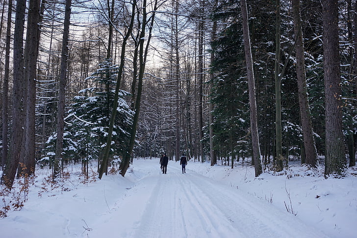 Inverno, floresta, neve, árvore, espaçador, caminho, árvore de neve