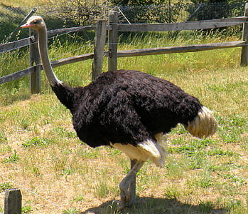 ostrich, bird, nature, neck, head, beak, wild