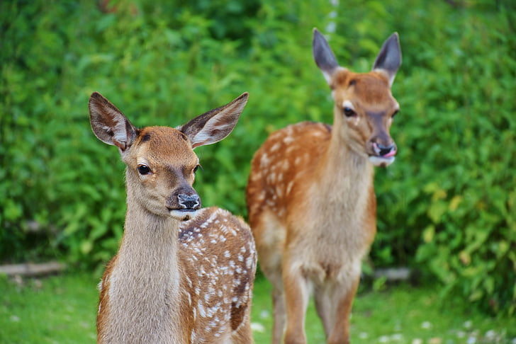 roe deer, kitz, wild, forest, red deer, young, fawn