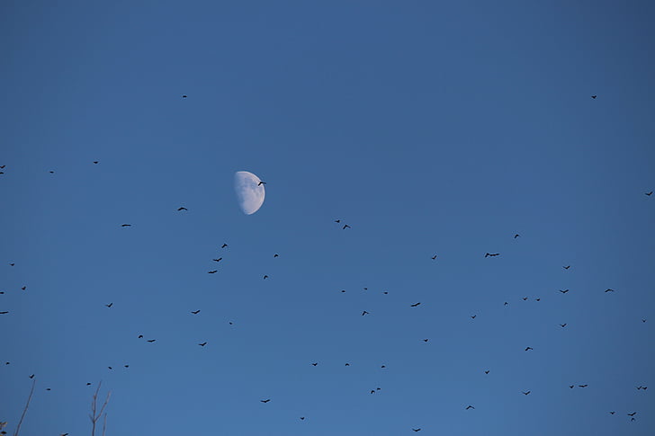 moon, birds, flock, sky, day, afternoon, waning