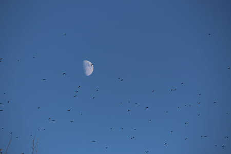 Mond, Vögel, Herde, Himmel, Tag, am Nachmittag, schwinden