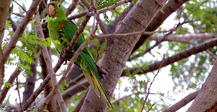 птица, папагал, природата, maritaca, тропически птици