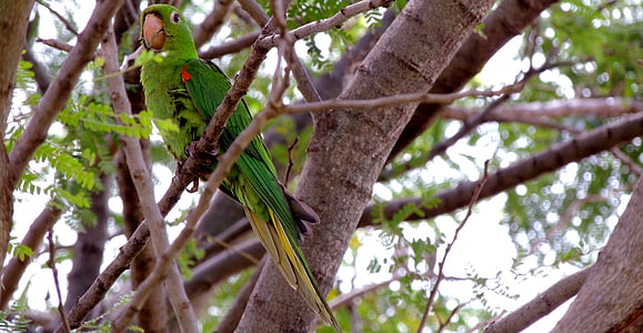 fuglen, papegøye, natur, Maritaca, tropiske fugler