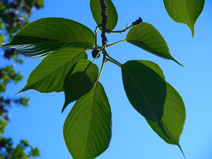 kirss, Leaf Kirsipuu, veeni, lehed, roheline, Otsu park, Yokosuka