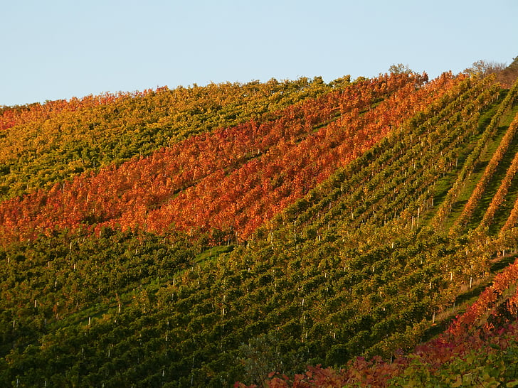Виноградник, лозы, Осень, вина, Природа, виноград, Rebstock