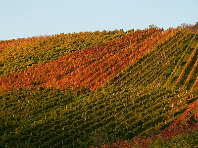 vineyard, vines, autumn, wine, nature, grapes, rebstock