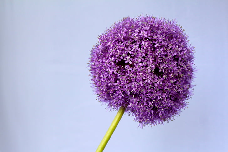 Allium, Purple, Ball, fleur, fermer, Blossom, Bloom
