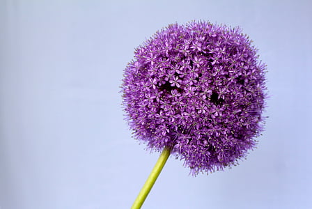 Allium, vijolična, žogo, cvet, blizu, cvet, cvet