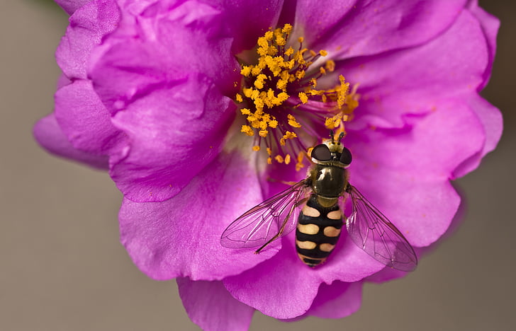 hoverfly, Taman, bunga, ungu, serbuk sari, serangga, Tutup