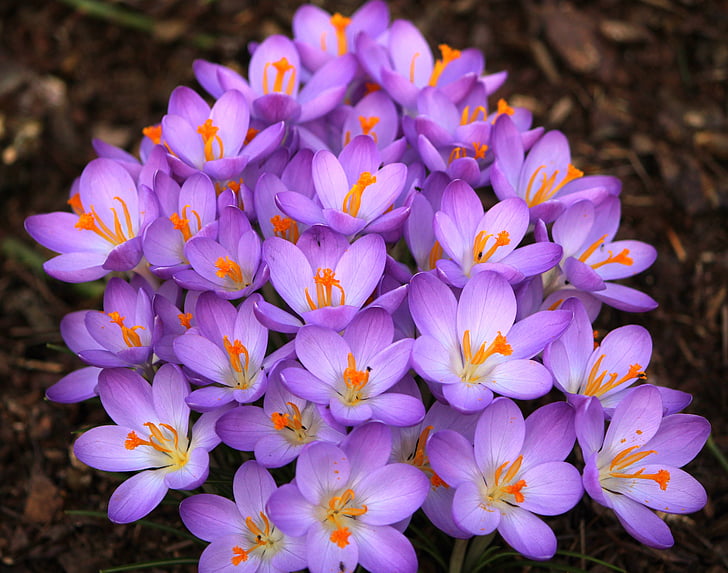 Crocus, fioletowy kwiat, wiosna kwiat