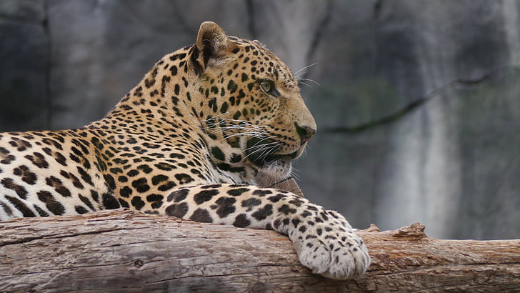 léopard, noble, chat, faune, undomesticated Cat, l’Afrique, animal