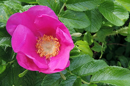 rose de la pomme de terre, rose du Japon, Apple rose, Blossom, Bloom, Rosa rugosa