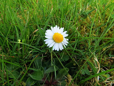 Daisy, Blossom, Bloom, kukka, kevään, Puutarha, nurmikon kukka