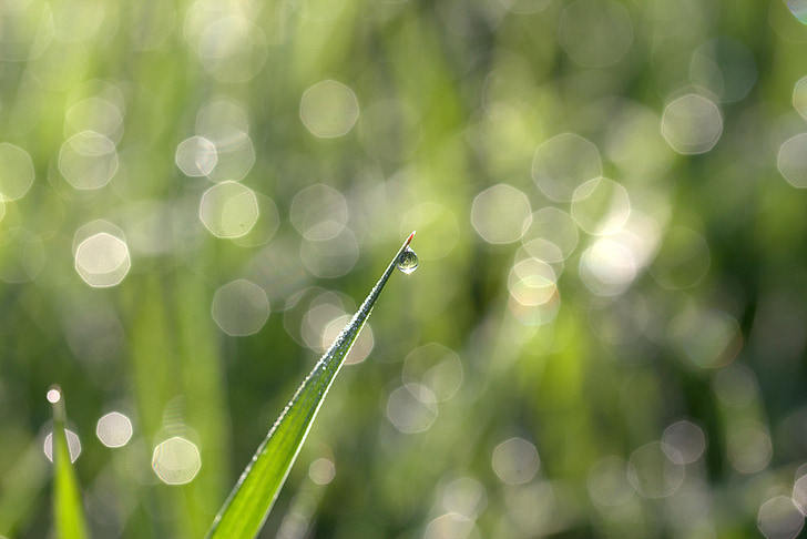 Grass, Tau, Bokeh, Grün, Morgen, Natur, Hintergründe