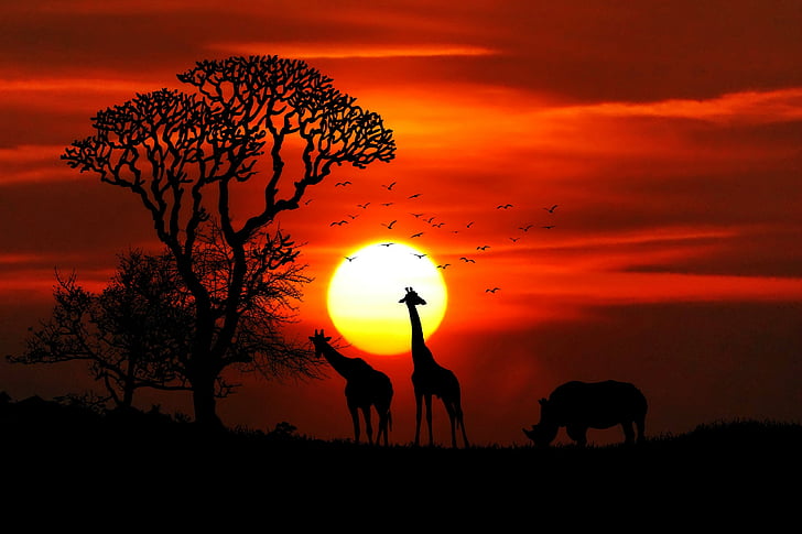 África, animais, safári, Rinoceronte, girafas, grande jogo, natureza selvagem