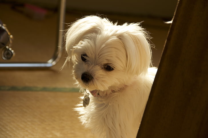 malties, câine, animal de casă, drăguţ, poze pentru, alb