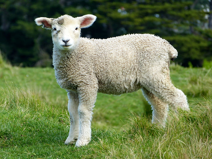 moutons, blanc, agneaux, chèvres, animaux, mammifères, furry