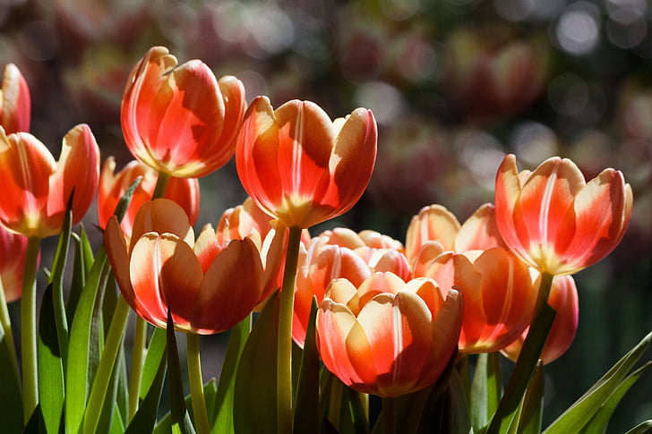 Tulip, flori de primăvară, floare, floare, floare, galben, Red