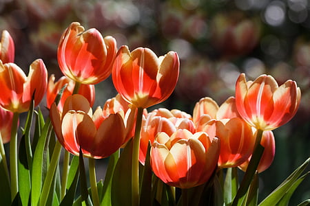tulipano, fiore di primavera, fiore, Blossom, Bloom, giallo, rosso