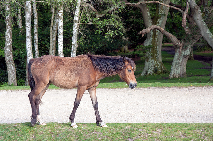 paard, pony, Wild, New forest pony, New forest, dier, natuur