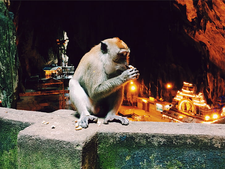 brown, monkey, siting, concrete, wall, animal, one animal