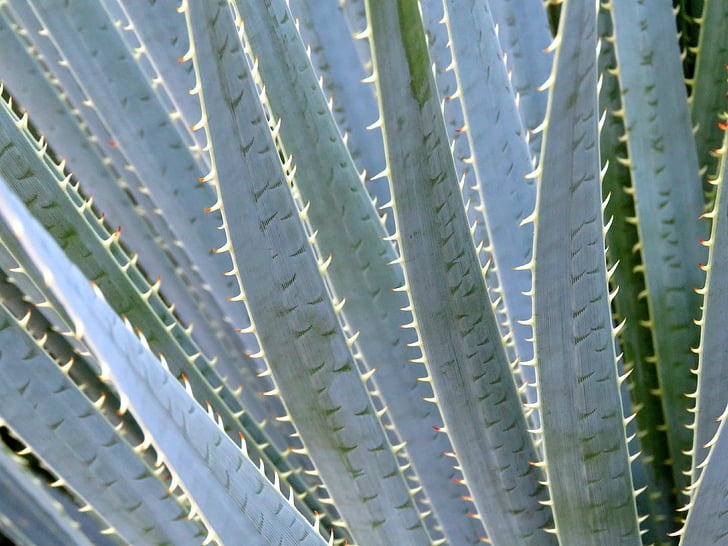 Aloe vera, kasvi, Arizona, täysikokoinen, taustat, ei ihmiset, Lähikuva