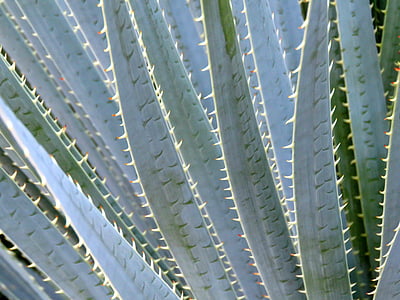 Aloe vera, Anlage, Arizona, Full-frame, Hintergründe, keine Menschen, schließen