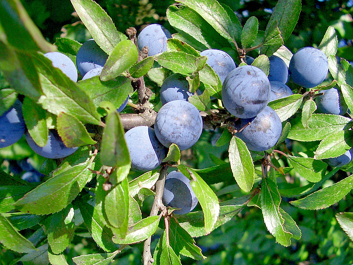 schlehe, Prunus spinosa, gyümölcsök, schlehendorn, steinobstgewaechs, heckendorn, fióktelep