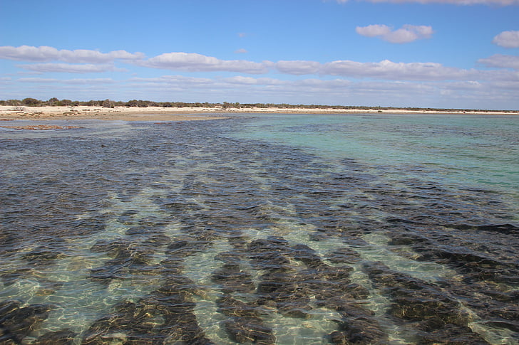 stromatolites, Avstralija, fosili, bakterije, narave, morje, Shark bay