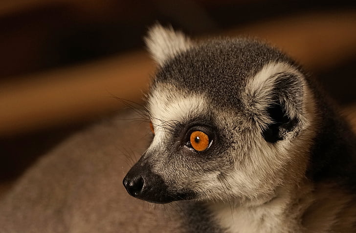 ring tailed lemur, catta, lemur, Halvaber, hoved, Luk, dyr