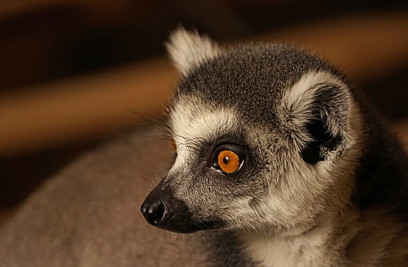ring tailed lemur, catta, lemur, prosimians, head, close, animal