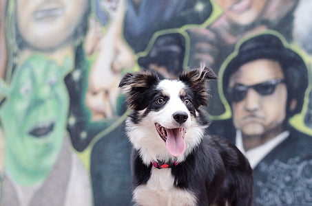 graffiti, border collie, portrait, colorful, dog, people, outdoors