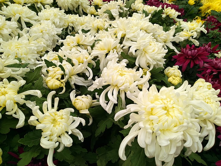 chrysanthemum, flower show, national day