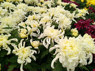 crisantemo, demostración de la flor, Día Nacional de la