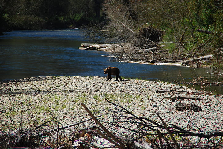 bear, river, bc, nature, rest, canada, forest