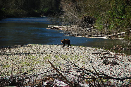 orso, fiume, a.c., natura, resto, Canada, foresta