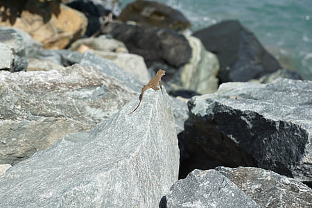 Игуана, камень, серый, ящерица, воды, мне?, Британские Виргинские острова