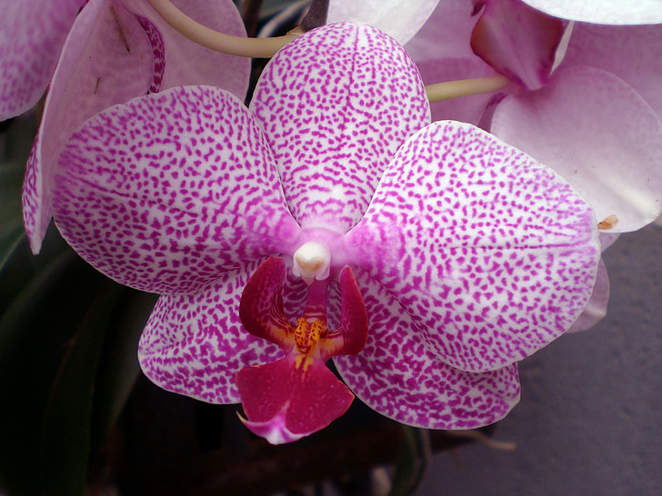 orchidėja, Phalaenopsis, orchidėjos, rožinė, atogrąžų, / skintos gėlės puokštėms, drugelis orchidėjų