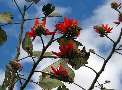 Erythrina indica, květ, Scarlet, korálový strom, strom slunce, Indie