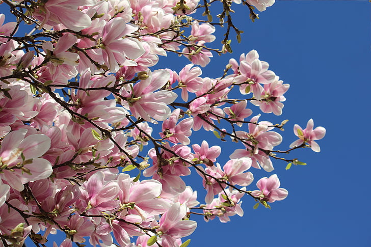 vacances de primavera, bogeria de març, endavant primavera, flor de primavera, arbre en flor, com arbres amb flors de fotografia, flor rosa